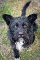Portrait of a cute black dog, top view