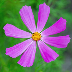 Flowers of the Cosmos in the flowerbed with a blurred background