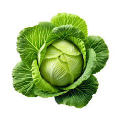 Obraz premium cabbage isolated on transparent white background, clipping path