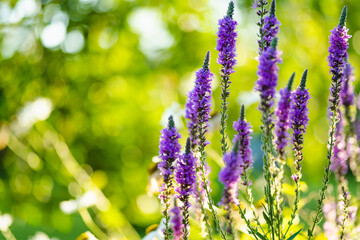 Purple loosestrife flowers blossoming in the garden on sunny summer day. Lythrum tomentosum or...