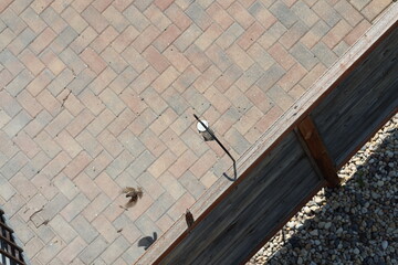 small birds visit hanging feeder above paved patio (overhead-view, wide-angle)