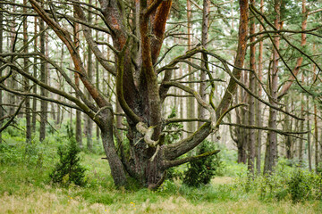 A lush, mossy forest at the Curonian Spit in Lithuania, filled with tall pine trees and dense...