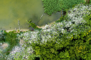 An aerial view of the Curonian Spit in Lithuania reveals a unique cormorant nesting site with stark...