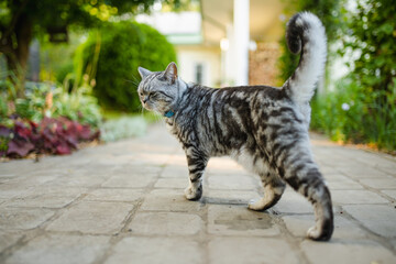 Young playful British shorthair silver tabby cat relaxing in the backyard. Gorgeous blue-gray cat...