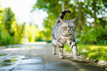 Young playful British shorthair silver tabby cat relaxing in the backyard. Gorgeous blue-gray cat...
