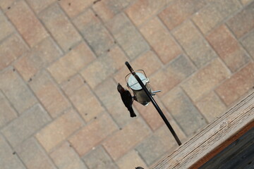 single small songbird perched on hanging bird feeder above paved patio (overhead-view, close-up)