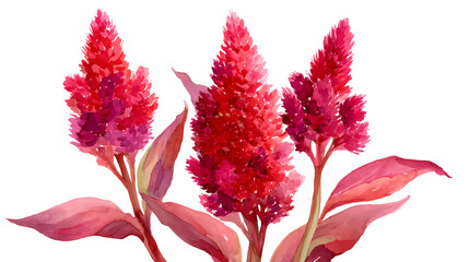 Fototapeta premium Watercolor Illustration of Celosia (Cockscomb) – Vibrant Crested Flower on White Background