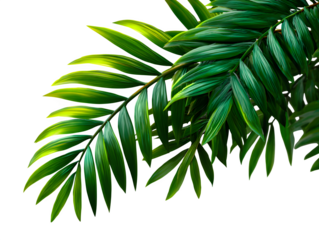 Gracefully curved palm leaf with long blades arching from stem, tropical design on white background, isolated to transparent background
