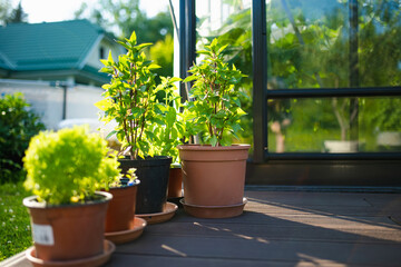 Cultivating basil in a greenhouse in summer season. Growing own herbs and vegetables in a homestead.