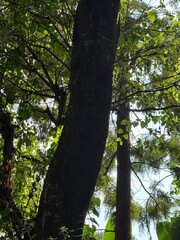 Naklejka premium trees in the forest