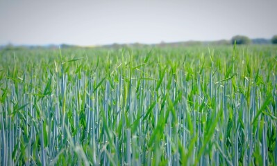 green wheat field