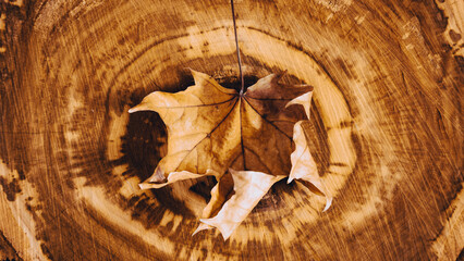 Old wooden surface of tree cut with beautiful dry maple leaf in the center as background.