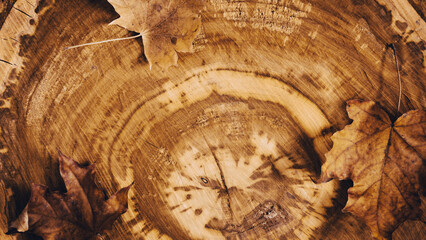 Large round piece of wood in cross section with growth ring texture pattern and dry autumn leaves as background. Top view
