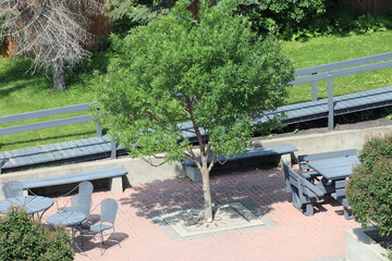 large, round shade tree with assorted wooden furniture on paved patio in bright summer sunshine