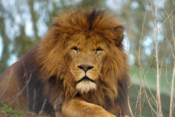 portrait of a sleepy lion