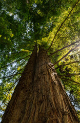 The Redwoods of Santa Cruz, California, USA taken on June 17, 2025 in Santa Cruz, California, USA.