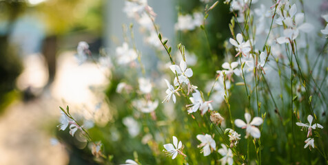 Tender white Gaura lindheimeri flowers blossoming on flower bed on sunny summer day.