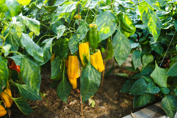 Cultivating bell peppers in a greenhouse on summer day. Growing own fruits and vegetables in a...