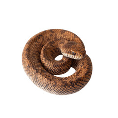 Obraz premium Coiled snake with patterned scales looking at camera isolated on transparent background