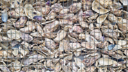 Oyster shell background. Collection of oyster and mussel shells enclosed in square wire mesh. Natural marine texture and seafood recycling concept