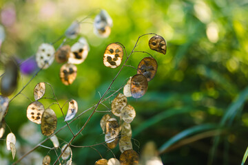 Lunaria annua, commonly called honesty or annual honesty in the garden on sunny summer day. Silver...