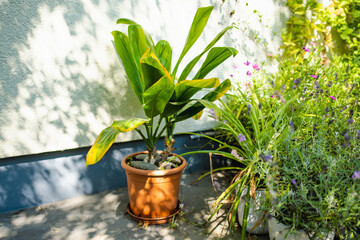 A Hawaiian Ti plant with broad, vibrant green leaves stands in a terracotta pot, adding a tropical flair to a cozy garden nook filled with flowers and greenery.