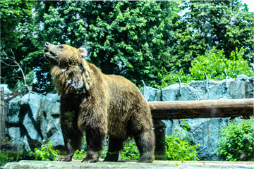 brown bear in zoo