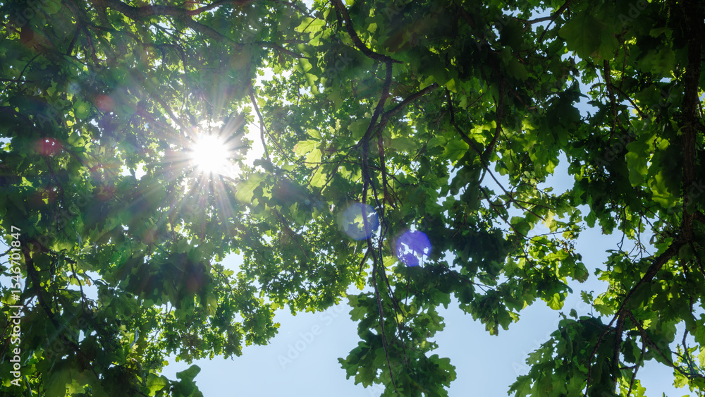 Aufkleber sun is shining through the leaves of a tree, creating a beautiful and serene atmosphere. light is casting a warm glow on the leaves, making them look almost ethereal. scene is peaceful