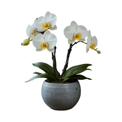 yellow orchid in a pot