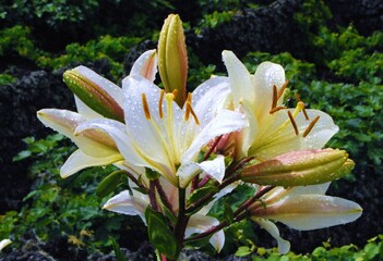 Gigli bianchi sbocciano freschi con gocce d’acqua tra foglie.