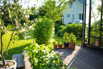 Sunlit garden with potted plants on a wooden deck, lush greenery, and a cozy house in the...