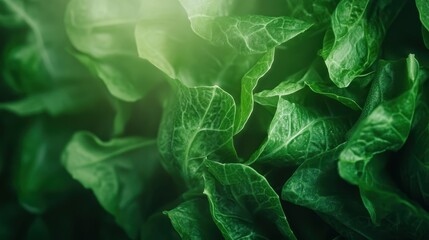 Fototapeta premium A close-up of fresh green leaves illuminated by soft sunlight, showcasing the intricate textures and vibrant colors, offering a glimpse into nature's beauty and tranquility.
