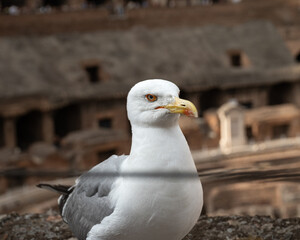 Gaviota Romana 