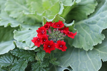 bouquet of small bright red blossoms above shiny dark-green, large medium-green leaves (macro, close-up)