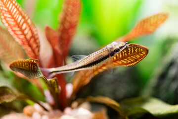 Aquarium fish Sae Crossocheilus siamensis eats algae that have grown on the red leaf of the echinodorus plant of a freshwater aquarium. Aquarium fish Siamese Algae Eater macro view