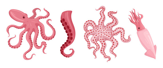 Cartoon squids. Delicious seafood, octopus, calamari and cuttlefish, fresh ocean seafood, ocean fauna with tentacles flat vector illustration set. Cephalopods seafood on white