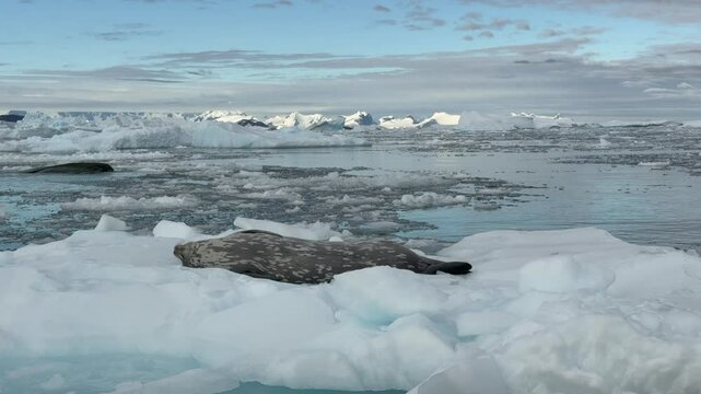 A Weddell seal is resting comfortably on an iceberg amid the tranquil waters of Antarctica