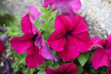three pink reddish dark-red purple blossoms with raindrops against medium-green leaves (macro,...