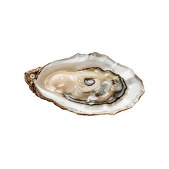 fresh oyster on shell with water droplets on white background