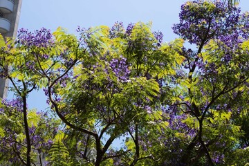 Jacarandá, uma árvore que produz flores de cor roxa tem  origem sul americana.