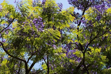 Jacarandá, uma árvore que produz flores de cor roxa tem  origem sul americana.