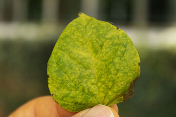 Folhas de plantas nativas da Mata Atlântica Brasileira.
