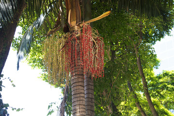 Fototapeta premium Floresta tropical com plantas, folhas, galhos e árvore. 