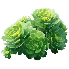 Obraz premium Lush Green Echeveria Succulents Cluster -