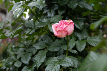 Rosa cor-de-rosa em jardim florido.