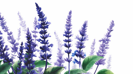 Naklejka premium Watercolor Illustration of Salvia Flower Spikes – Vibrant Purple Blossoms on White Background