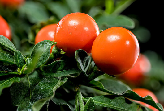 Vibrant Orange Jerusalem cherry Berries on black background