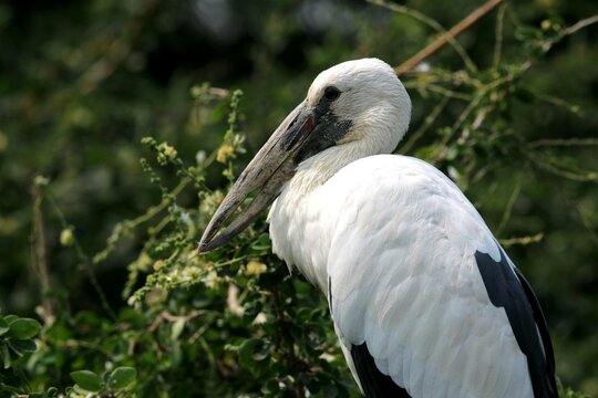 Fototapeta white stork in the grass