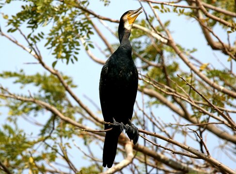 Fototapeta Nature photography cormorant treetop