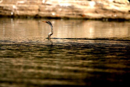 Nature photography bird riverbank